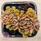 Graptosedum 'Nova' Crest