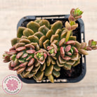 Graptosedum 'Nova' Crest