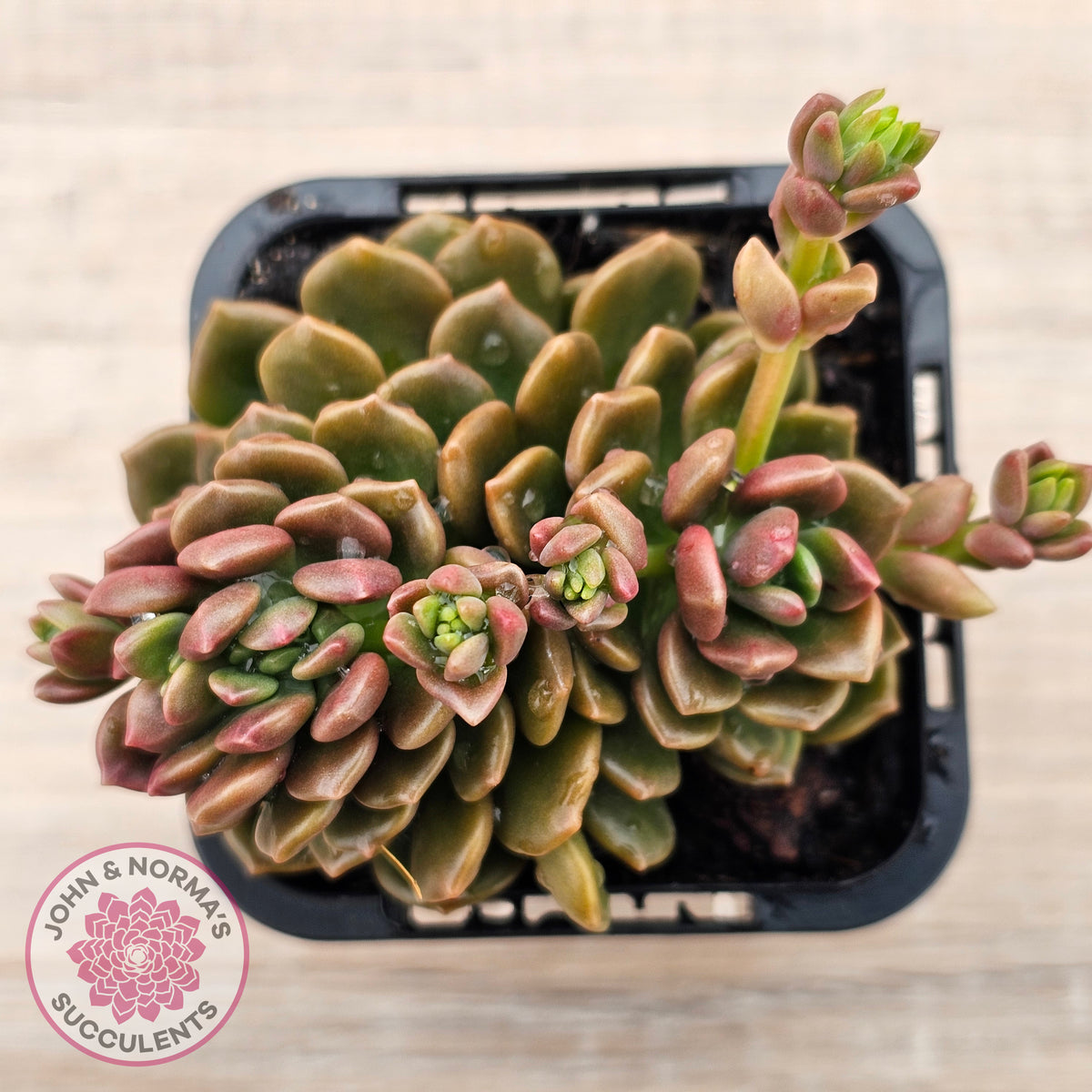 Graptosedum 'Nova' Crest