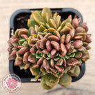 Graptosedum 'Nova' Crest