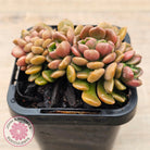 Graptosedum 'Nova' Crest