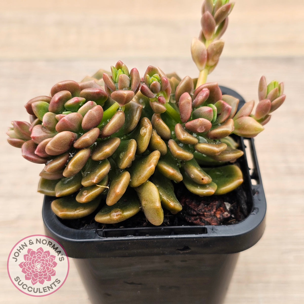 Graptosedum 'Nova' Crest