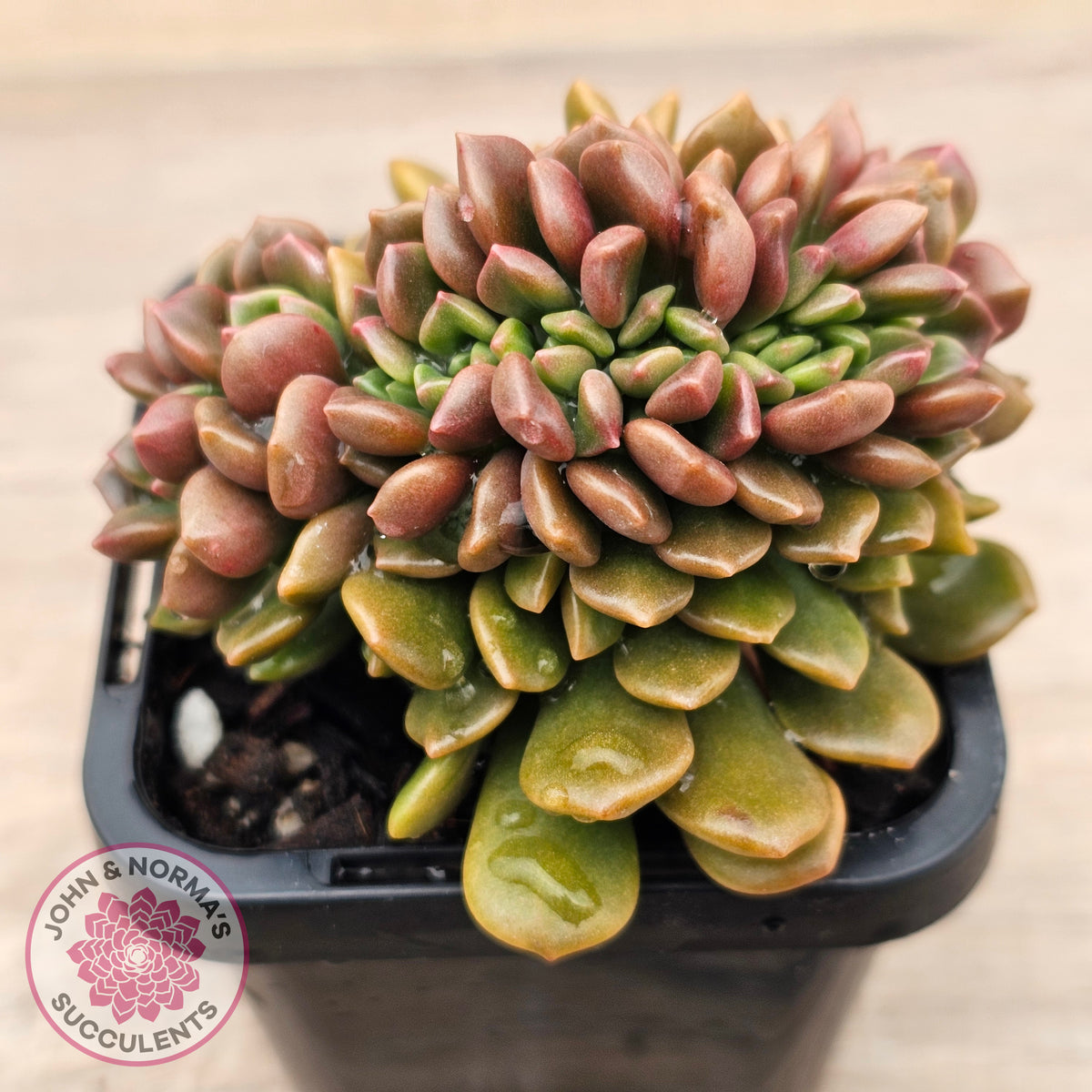 Graptosedum 'Nova' Crest