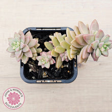 Load image into Gallery viewer, Sedeveria 'Pink Granite'
