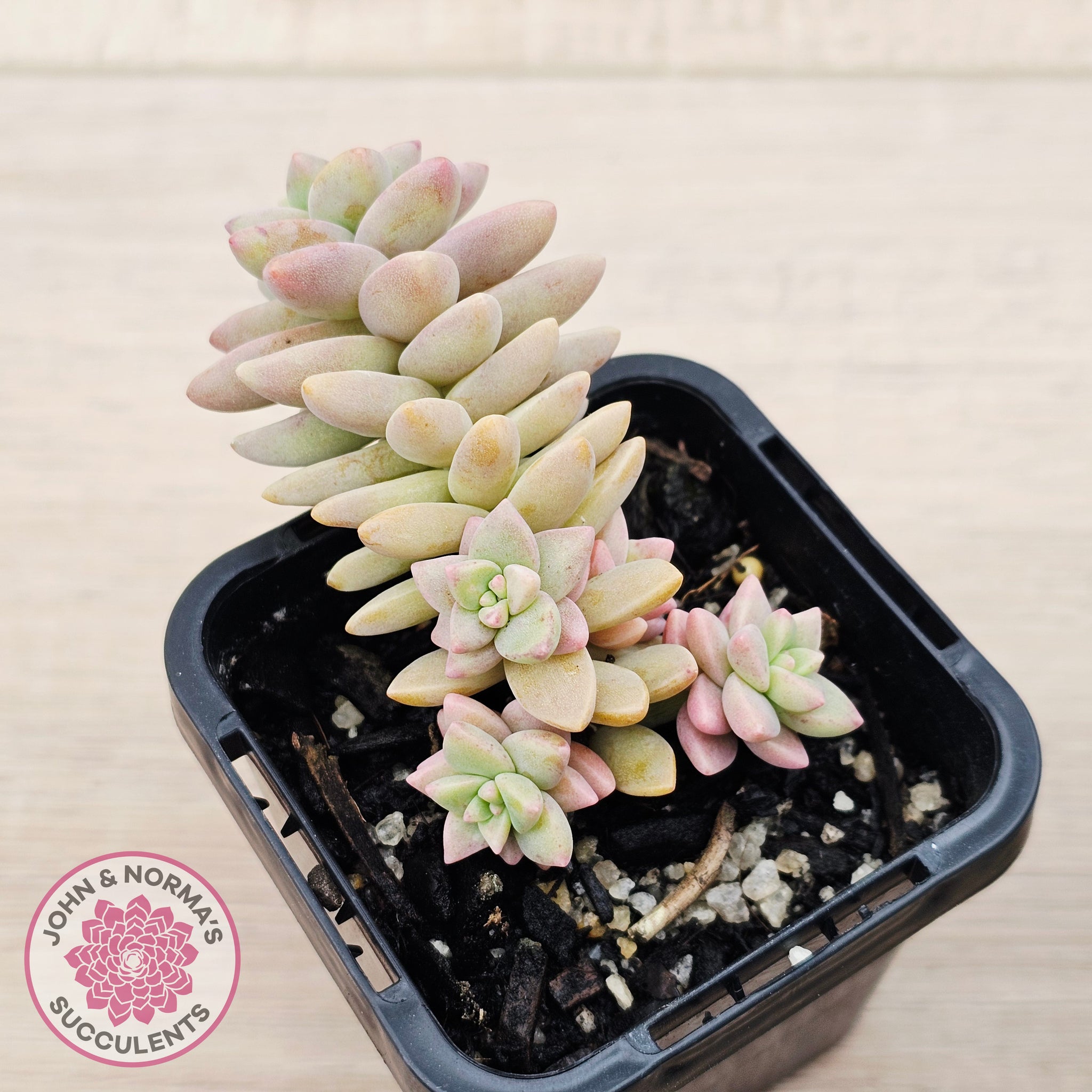 pink granite succulent Buy Sedeveria 'Pink Granite' Australia