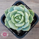 Sedeveria 'Pudgy' Variegata
