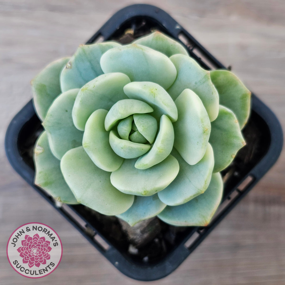 Sedeveria 'Pudgy' Variegata