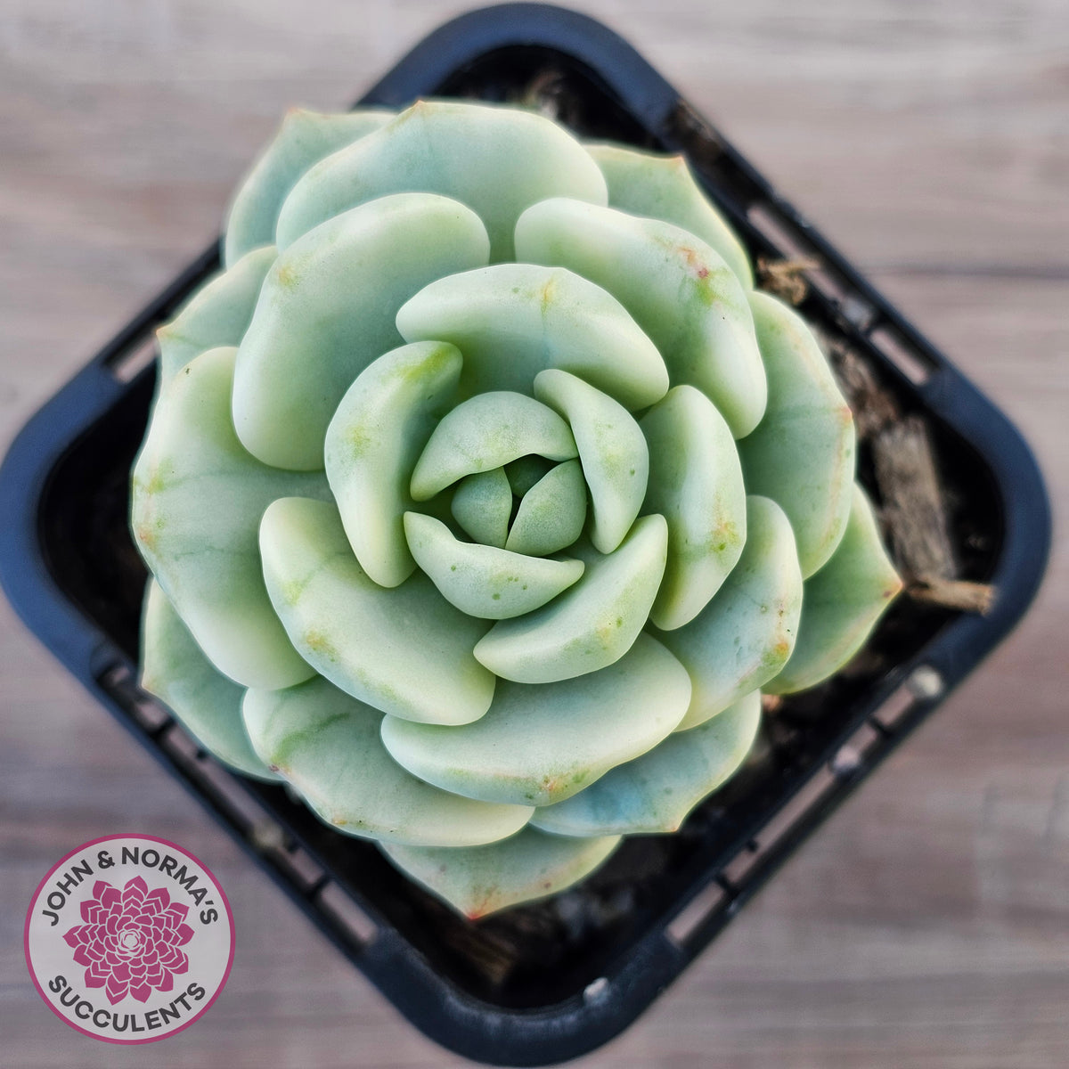 Sedeveria 'Pudgy' Variegata