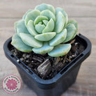 Sedeveria 'Pudgy' Variegata