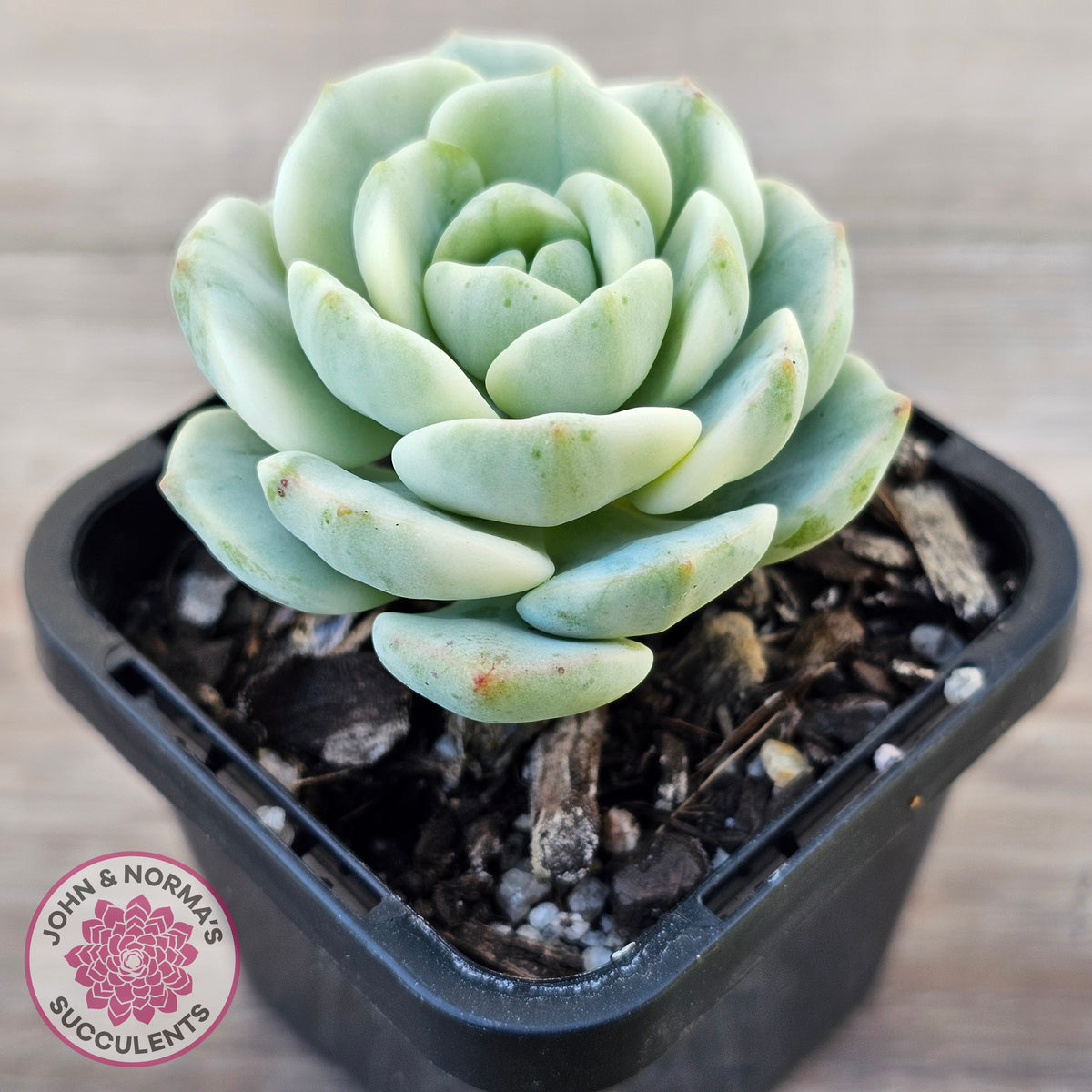 Sedeveria 'Pudgy' Variegata