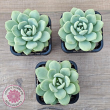 Load image into Gallery viewer, Sedeveria Pudgy - John &amp; Norma&#39;s Succulents Australia
