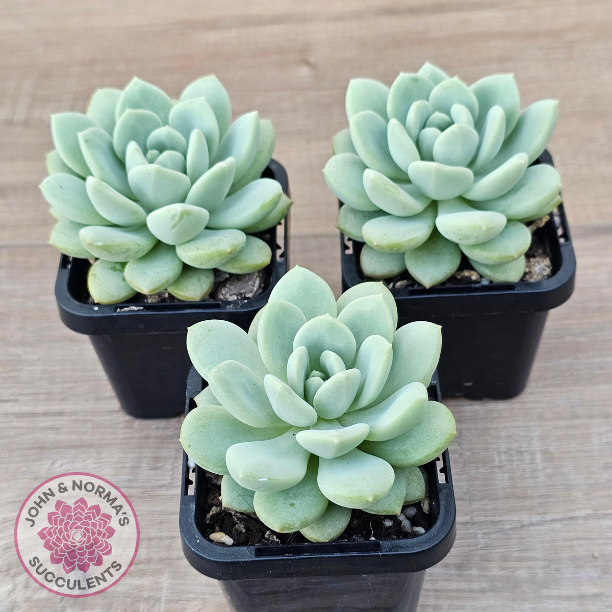 Sedeveria 'Pudgy'