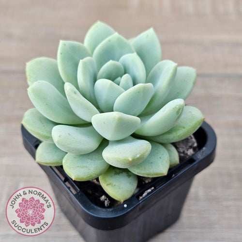 Sedeveria Pudgy - John & Norma's Succulents Australia