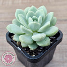 Sedeveria 'Pudgy'