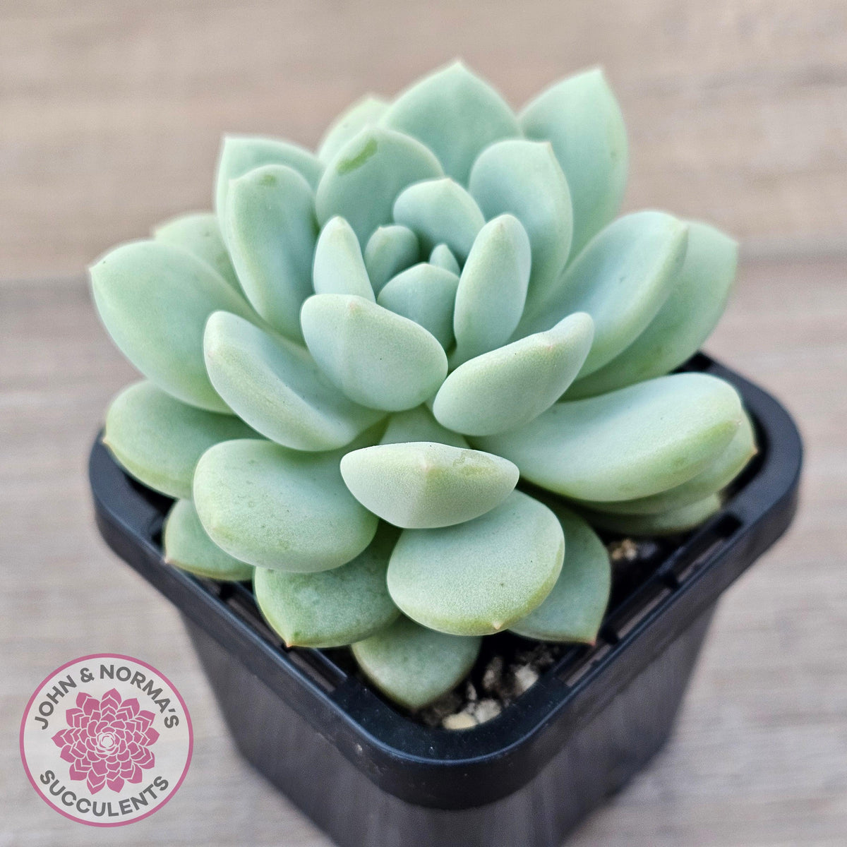 Sedeveria 'Pudgy'