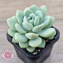 Load image into Gallery viewer, Sedeveria Pudgy - John &amp; Norma&#39;s Succulents Australia
