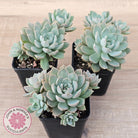 Sedeveria 'Purple Drop' aka 'Victor'