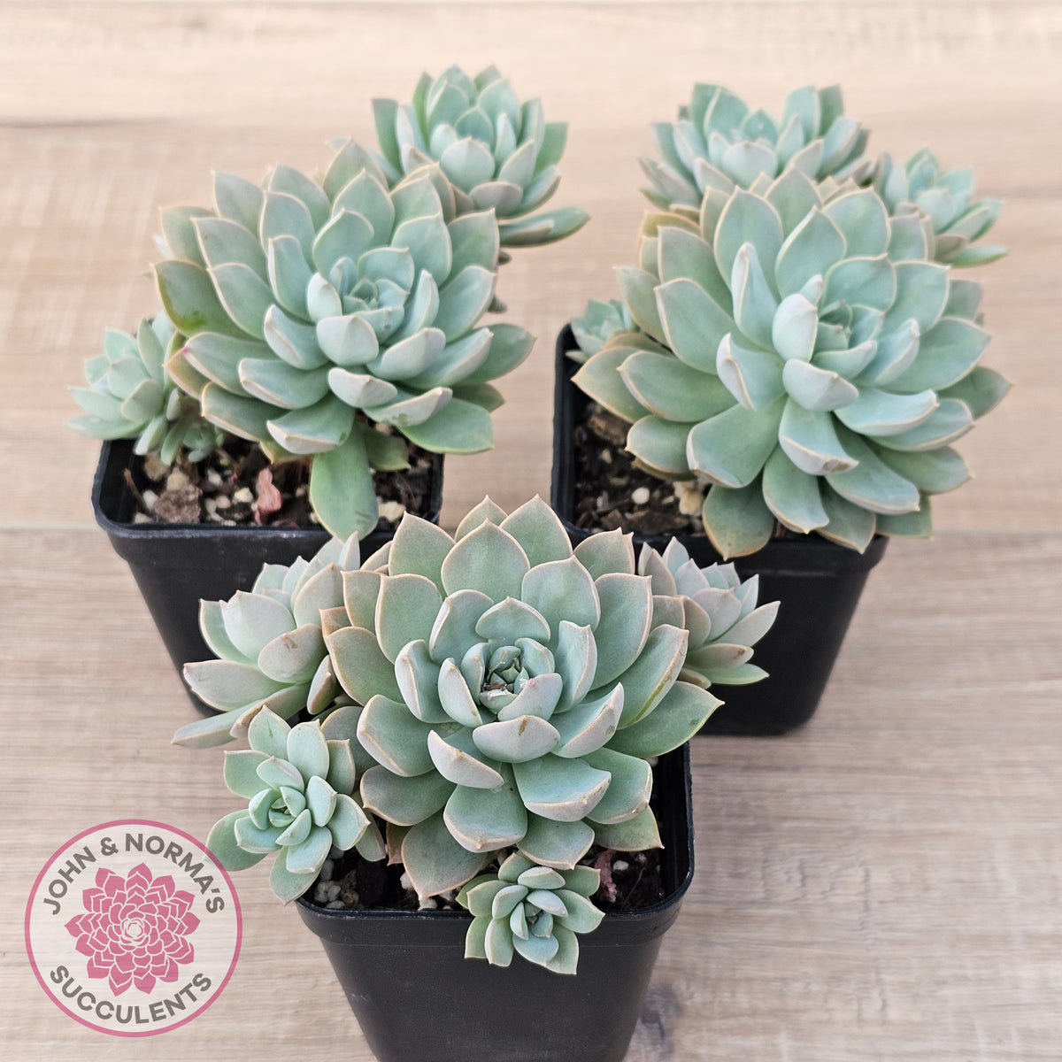 Sedeveria 'Purple Drop' aka 'Victor'