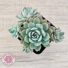 Sedeveria 'Purple Drop' aka 'Victor'