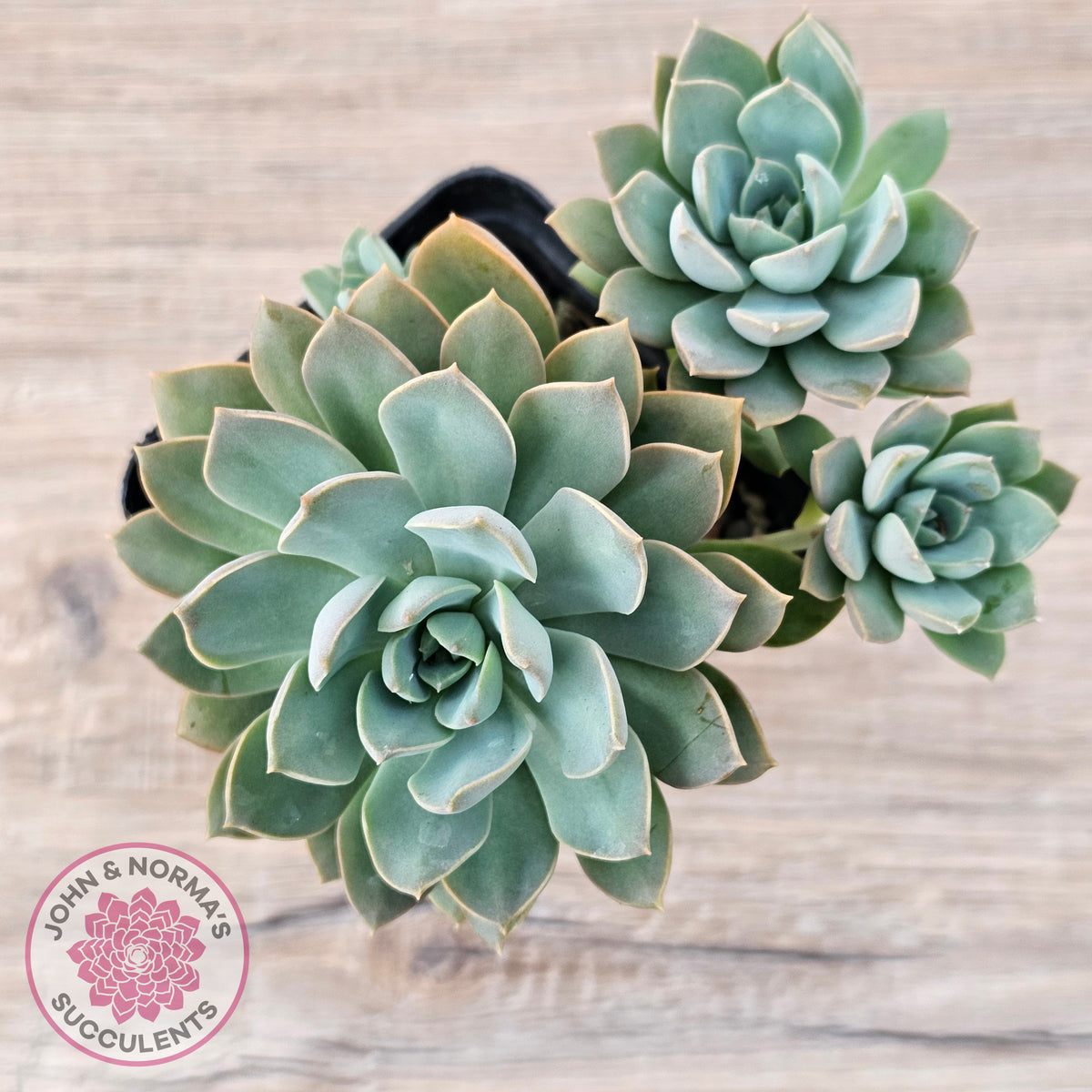 Sedeveria 'Purple Drop' aka 'Victor'