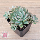 Sedeveria 'Purple Drop' aka 'Victor'