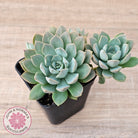 Sedeveria 'Purple Drop' aka 'Victor'