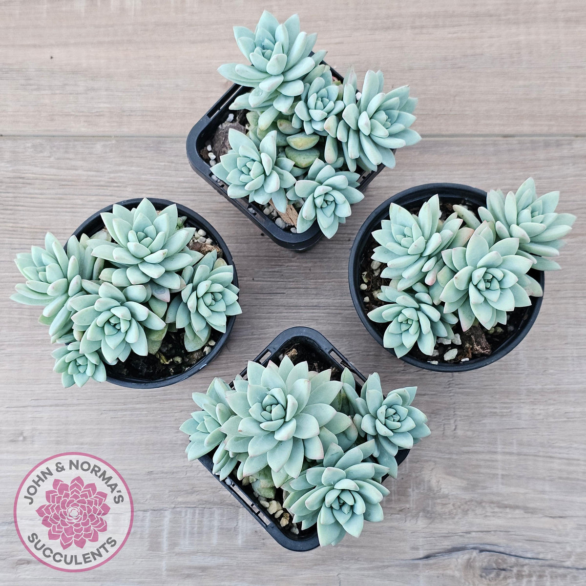 Sedeveria 'Rime Ice'