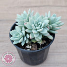 Sedeveria 'Rime Ice'