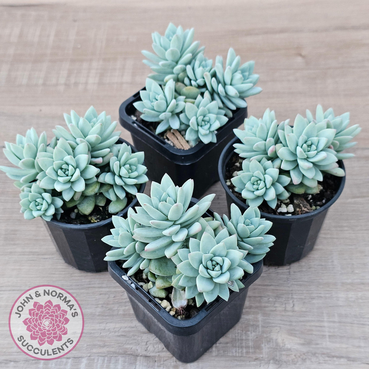 Sedeveria 'Rime Ice'