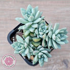 Sedeveria 'Rime Ice'