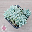 Sedeveria 'Rime Ice'