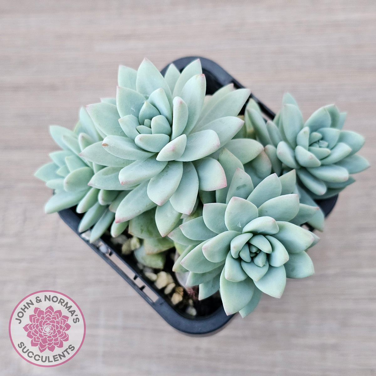 Sedeveria 'Rime Ice'