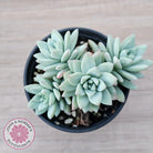 Sedeveria 'Rime Ice'