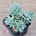 Sedeveria 'Rime Ice'