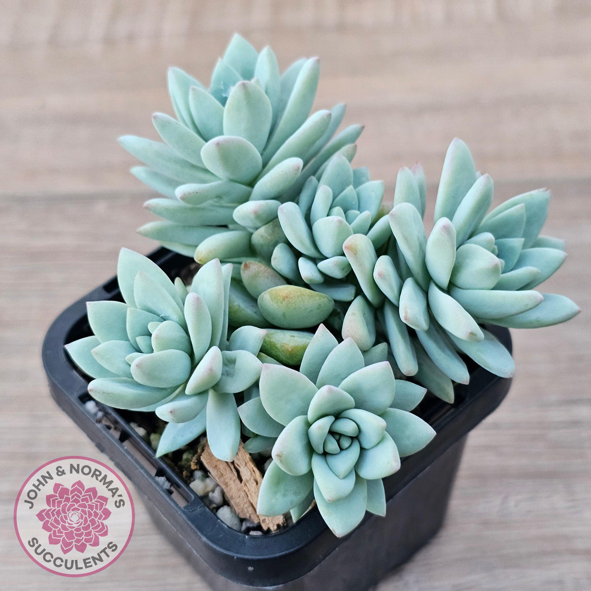 Sedeveria 'Rime Ice'