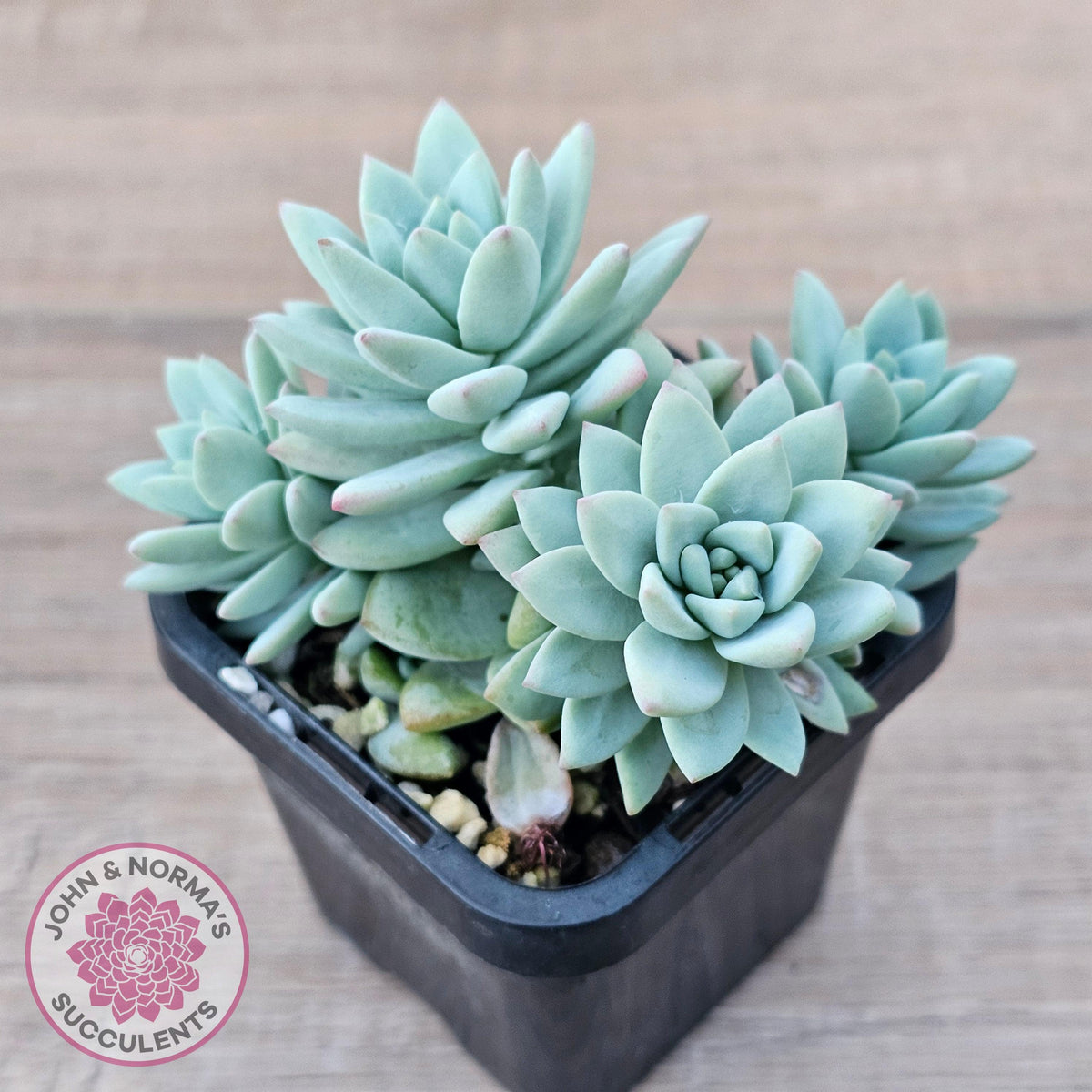 Sedeveria 'Rime Ice'