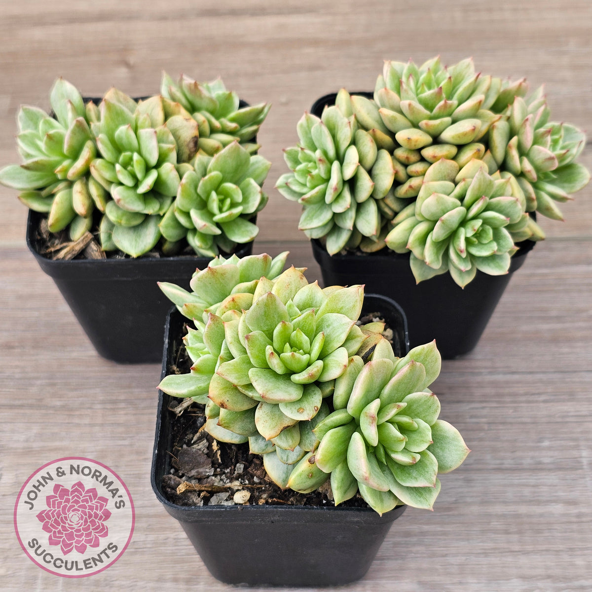 Sedeveria Rolly Silk Variegata - Clumps