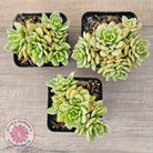 Sedeveria Rolly Silk Variegata - Clumps