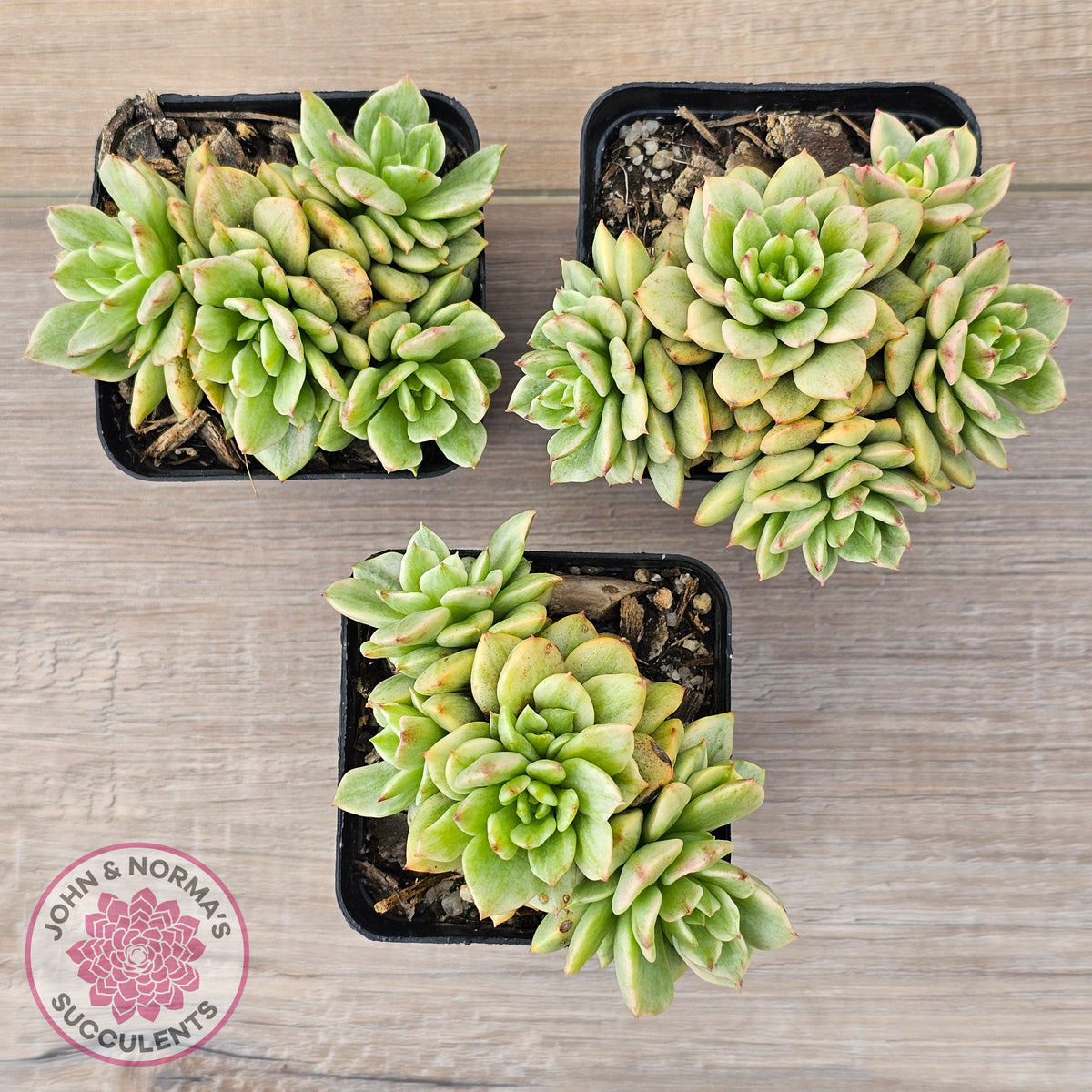 Sedeveria Rolly Silk Variegata - Clumps