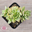 Sedeveria Rolly Silk Variegata - Clumps
