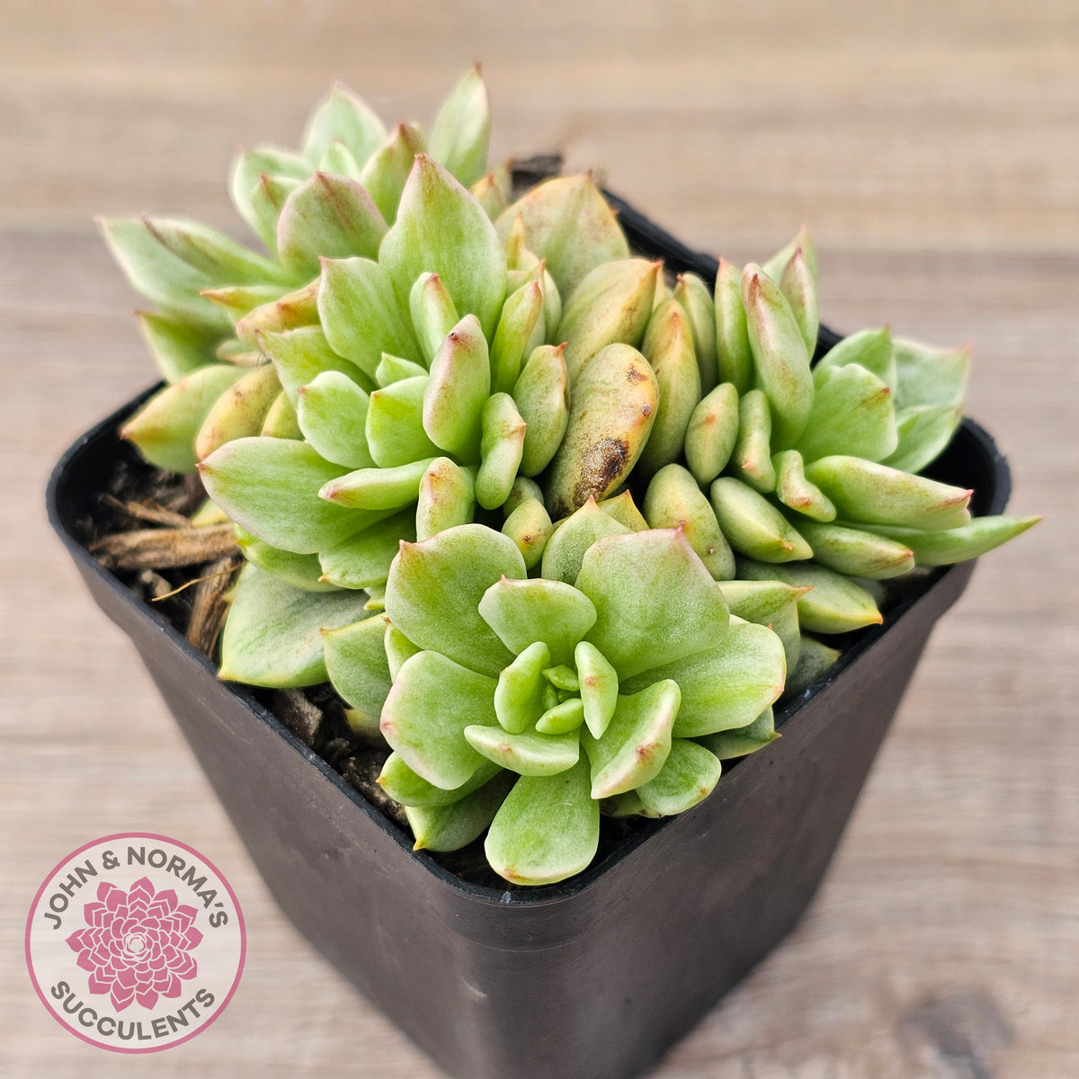 Sedeveria Rolly Silk Variegata - Clumps