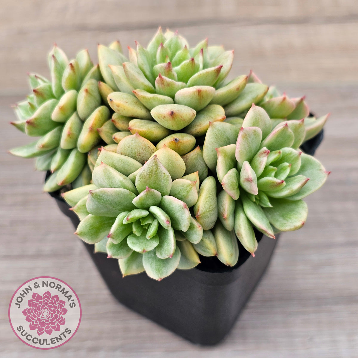 Sedeveria Rolly Silk Variegata - Clumps
