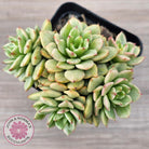Sedeveria Rolly Silk Variegata - Clumps