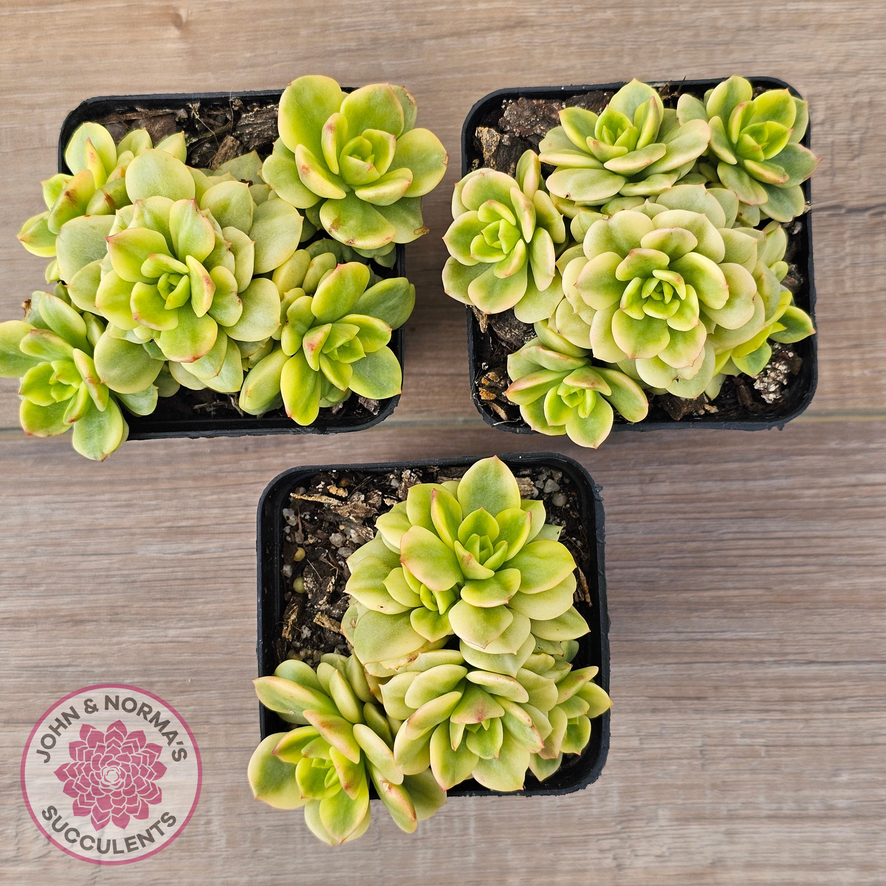 Sedeveria Rolly Variegated - Clumps | John & Norma's Succulents – John ...
