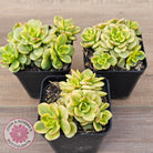 Sedeveria Rolly Variegated - Clumps