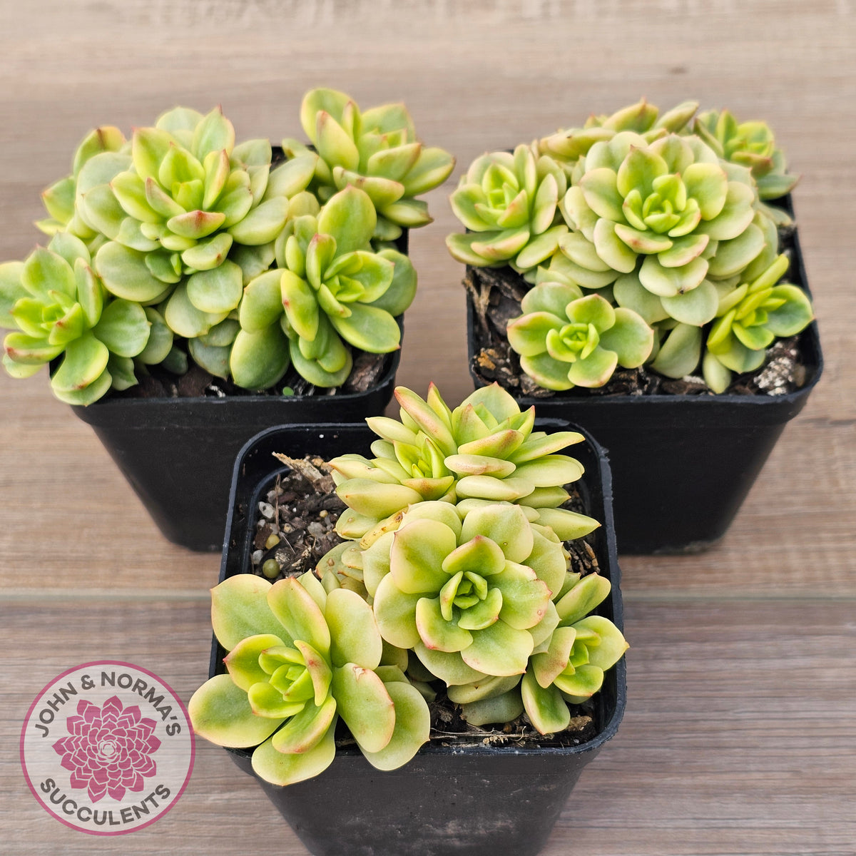 Sedeveria Rolly Variegated - Clumps