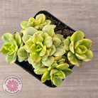 Sedeveria Rolly Variegated - Clumps