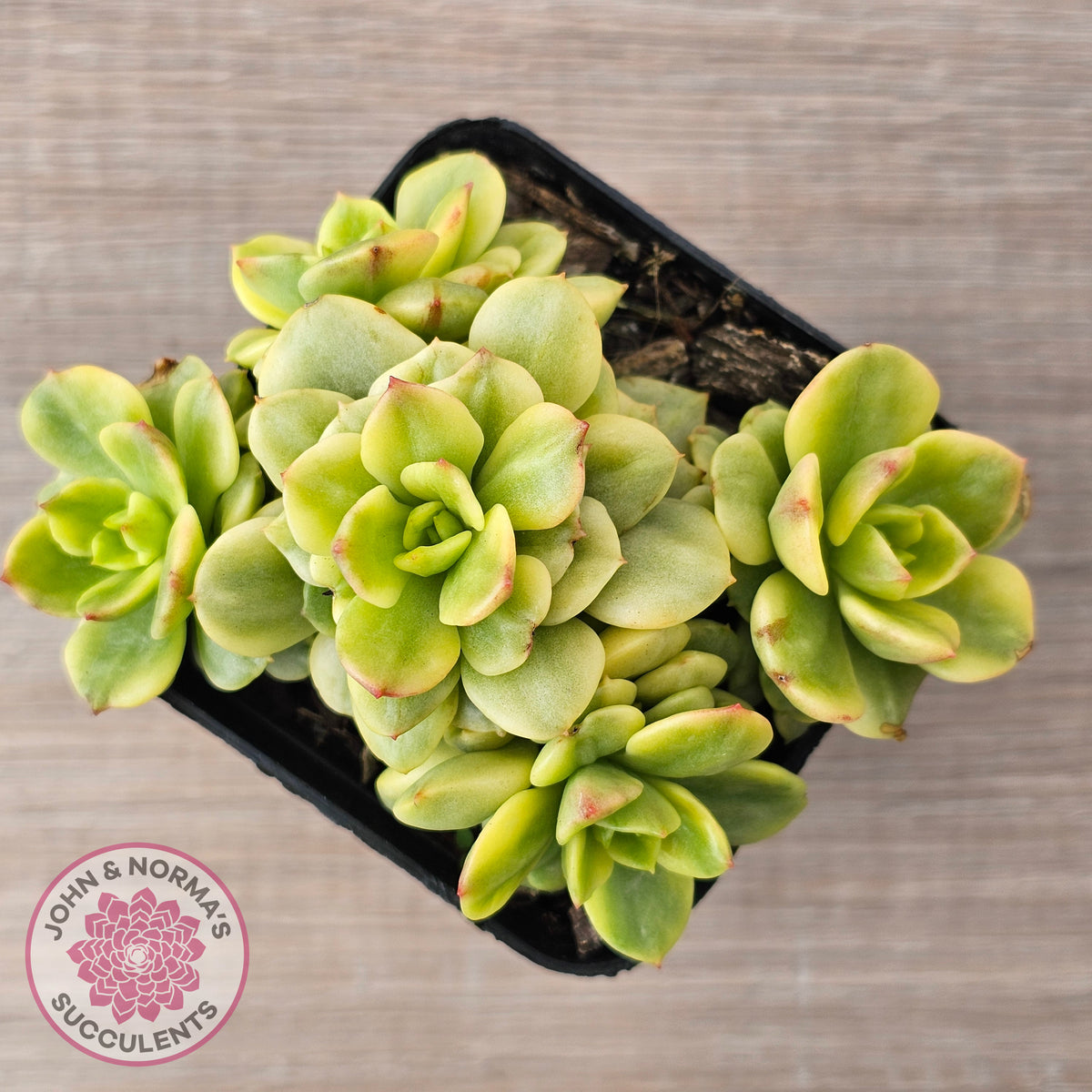 Sedeveria Rolly Variegated - Clumps