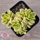 Sedeveria Rolly Variegated - Clumps