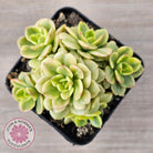 Sedeveria Rolly Variegated - Clumps